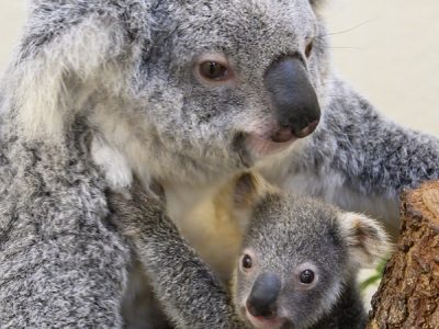 دب الكوالا المهدد بالانقراض